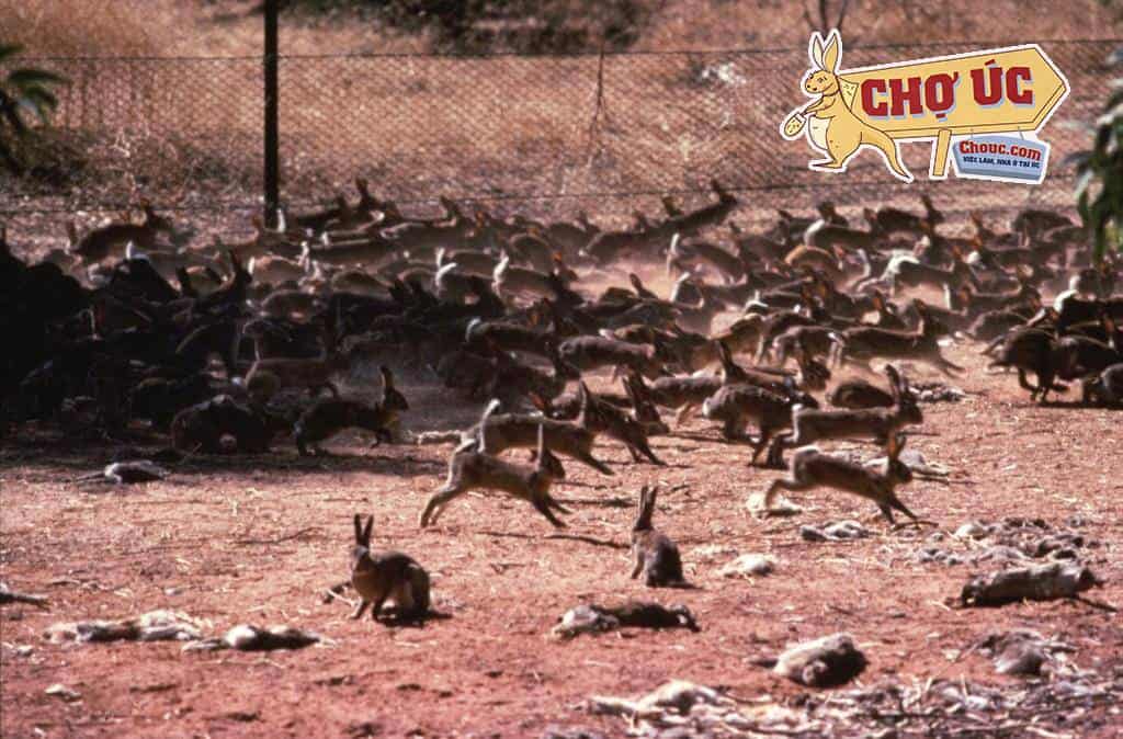 Chỉ vì một sai lầm nhỏ, từ chỉ 24 con thỏ Úc đã phải chống chọi tới 10 tỷ con thỏ - Ảnh 2.