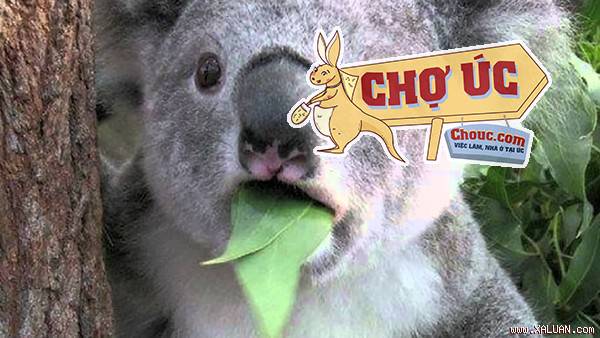 Hãy cùng tìm hiểu những điều thú vị về nước Úc, quê nhà của loài chuột túi và gấu Koala.