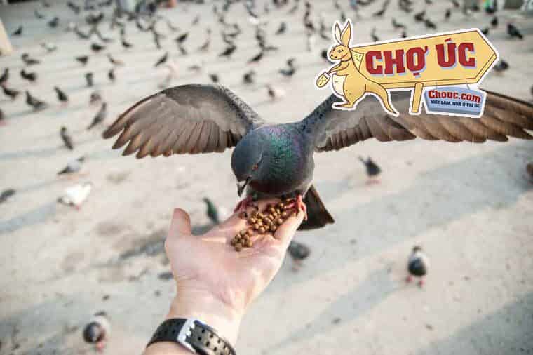 Cấm cho chim bồ câu ăn ở San Francisco