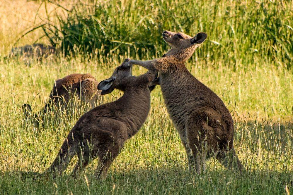 Nghich ly kangaroo - bieu tuong quoc gia bi de xuat cho len ban nhau hinh anh 11