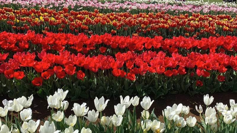 Khám phá lễ hội hoa tulip Tesselaar độc đáo ở Úc - ảnh 12