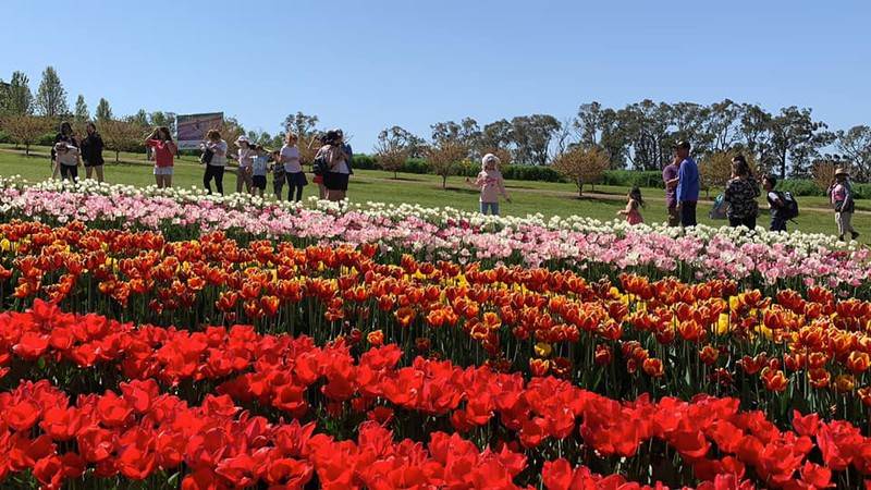 Khám phá lễ hội hoa tulip Tesselaar độc đáo ở Úc - ảnh 6