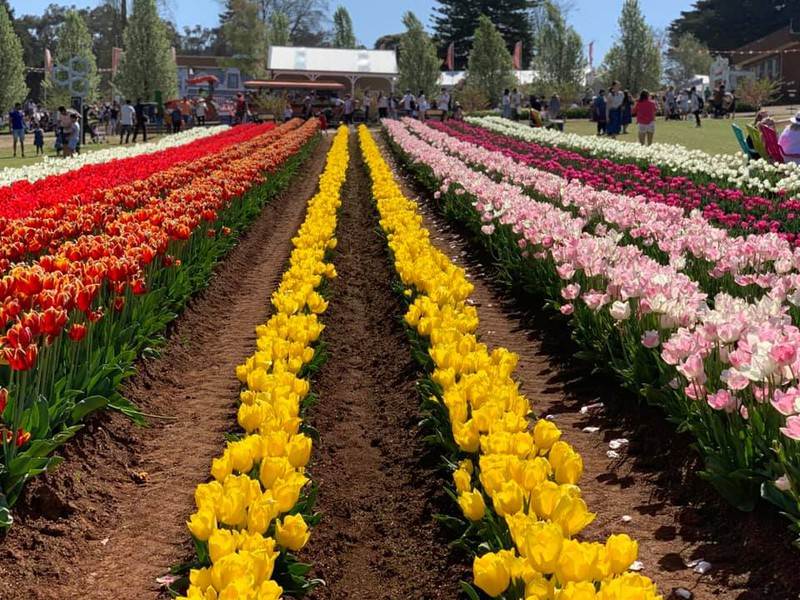 Khám phá lễ hội hoa tulip Tesselaar độc đáo ở Úc - ảnh 9