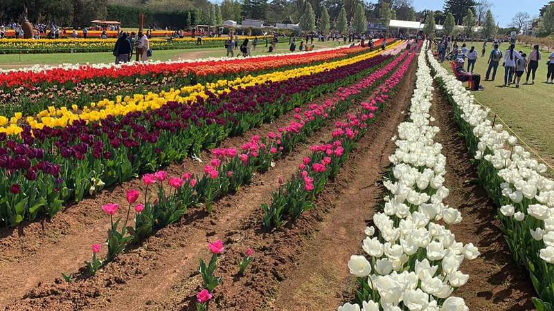 Khám phá lễ hội hoa tulip Tesselaar độc đáo ở Úc - ảnh 11