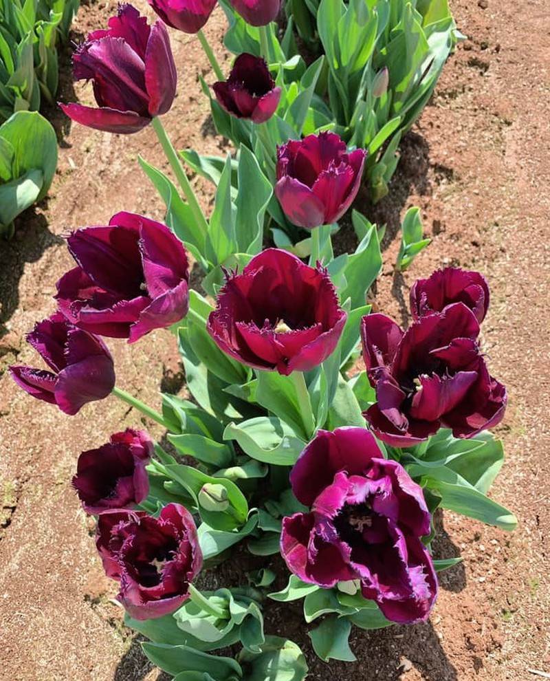 Khám phá lễ hội hoa tulip Tesselaar độc đáo ở Úc - ảnh 13