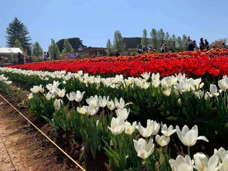 Khám phá lễ hội hoa tulip Tesselaar độc đáo ở Úc - ảnh 10